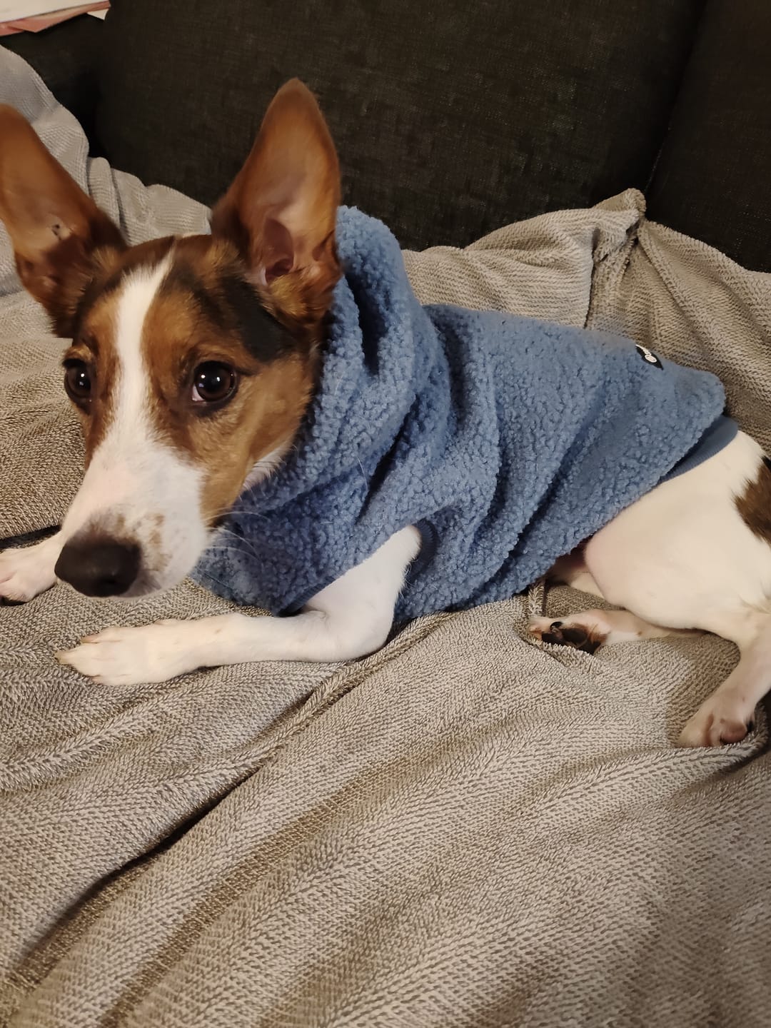 Customer photo review of Teddy Sherpa Dog Jackets