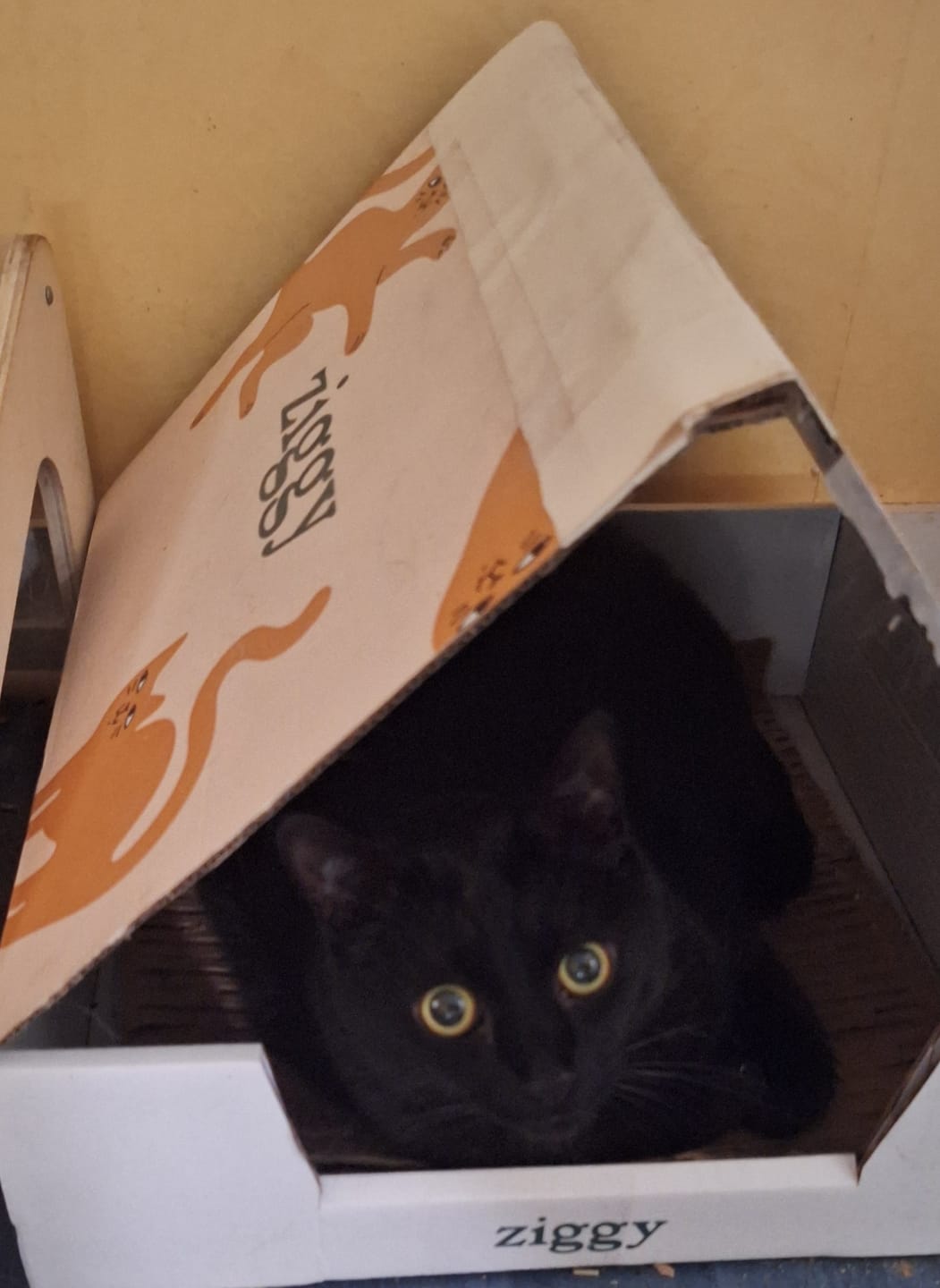 Customer photo review of Croquettes Chat Stérilisé Sans Céréales - Poulet