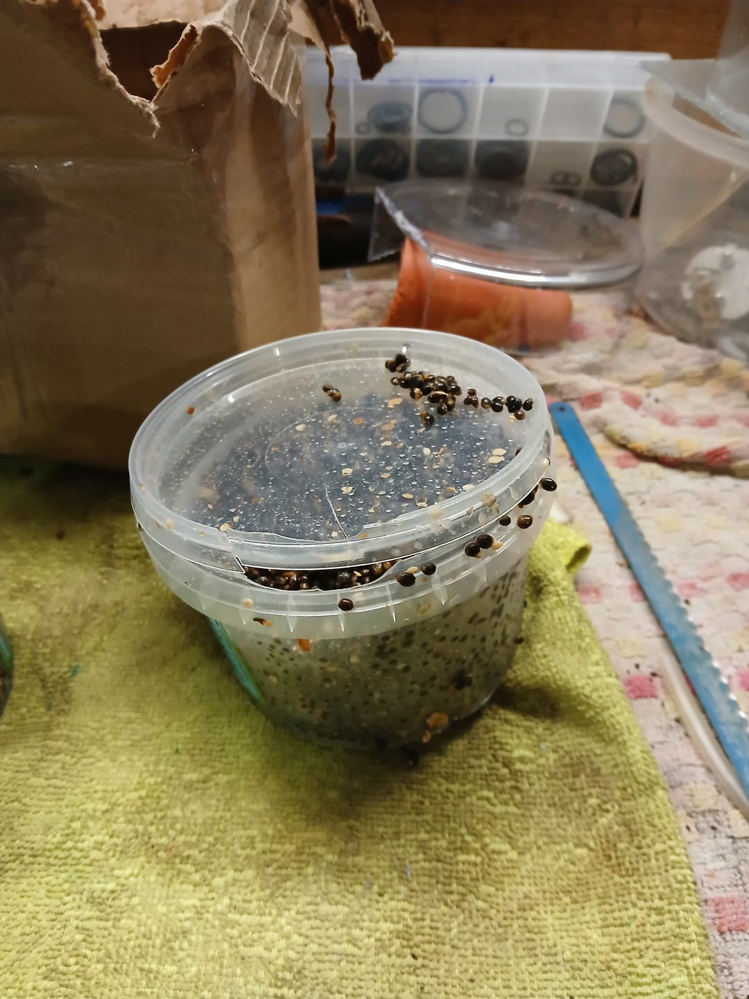 Customer photo review of Monsterkempzaad 1kg