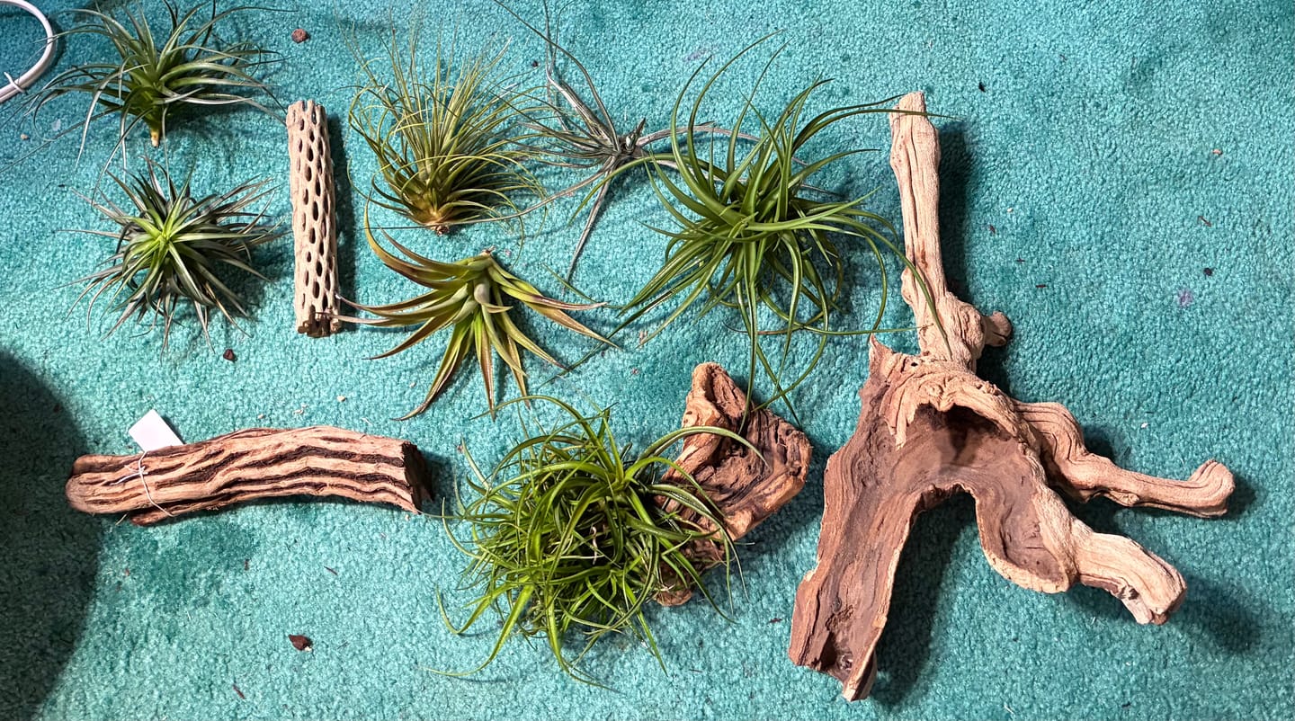Customer photo review of Air Plant + Accessories Mystery Box  LIMITED TIME SPECIAL DISCOUNT!  5 Tiers Available