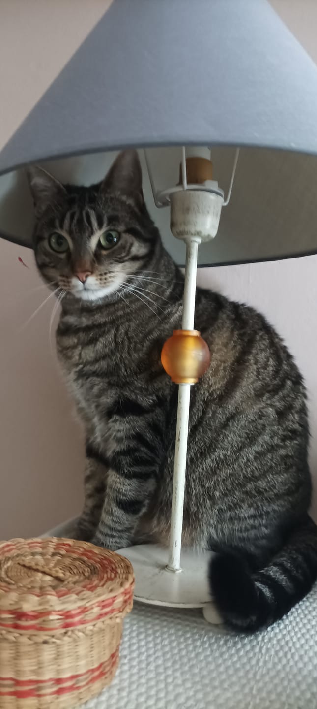 Customer photo review of Croquettes Chat Stérilisé Sans Céréales - Poulet