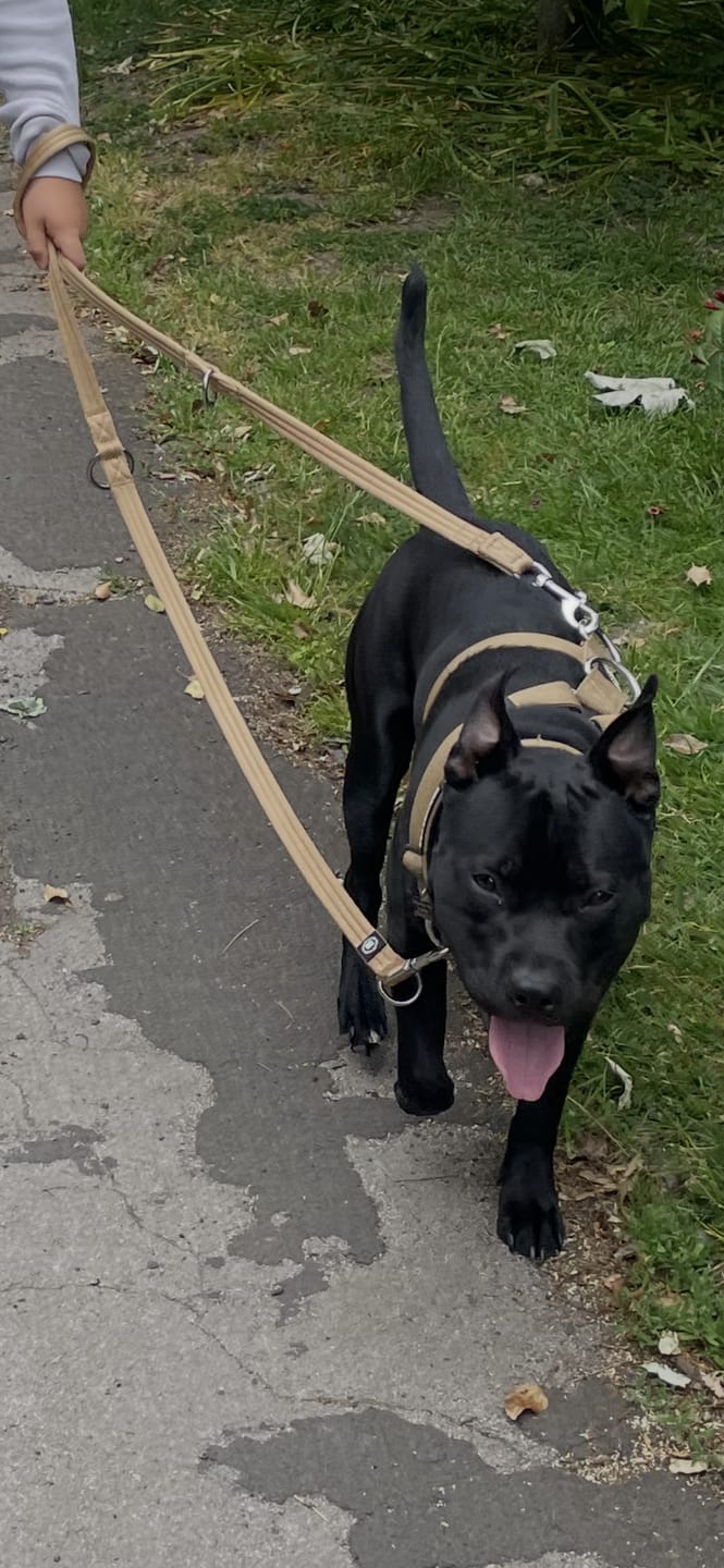 Customer photo review of Training Double Ended Dog Lead | 2m Length -  Tan