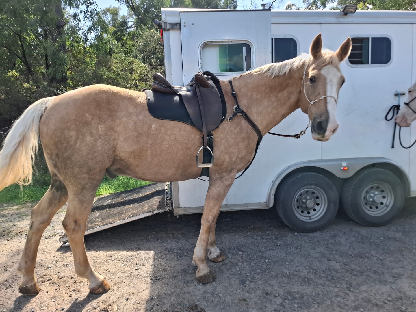 Customer photo review of Ulcer Armour+