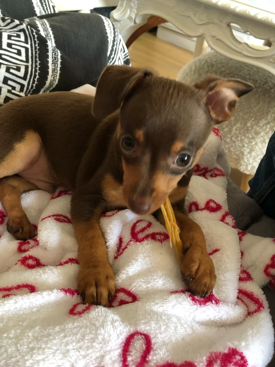 Customer photo review of Dogman - Chip Sticks m. Kylling, 25stk.