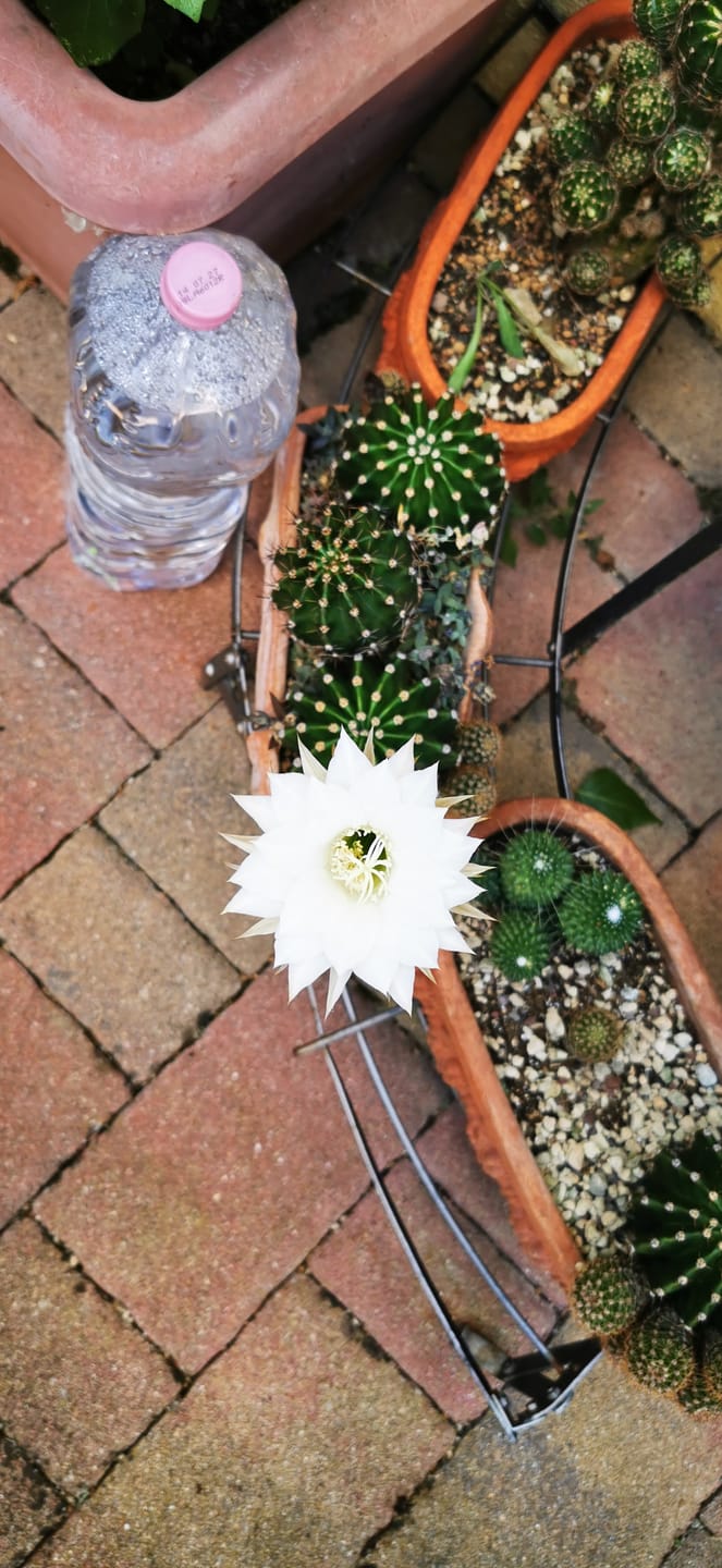 Customer photo review of KRIPTON PROBIOTICO PROFESSIONALE BONSAI CB®
