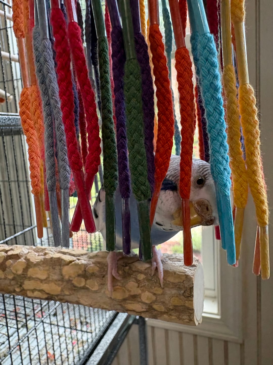 Customer photo review of 51214 Small Aglet Heaven