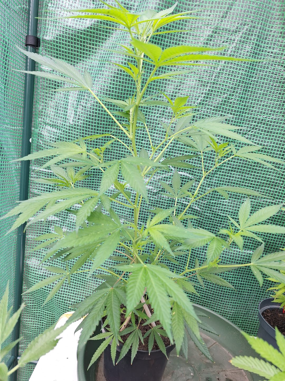 Customer photo review of Hanfstecklinge | Amnesia Lemon