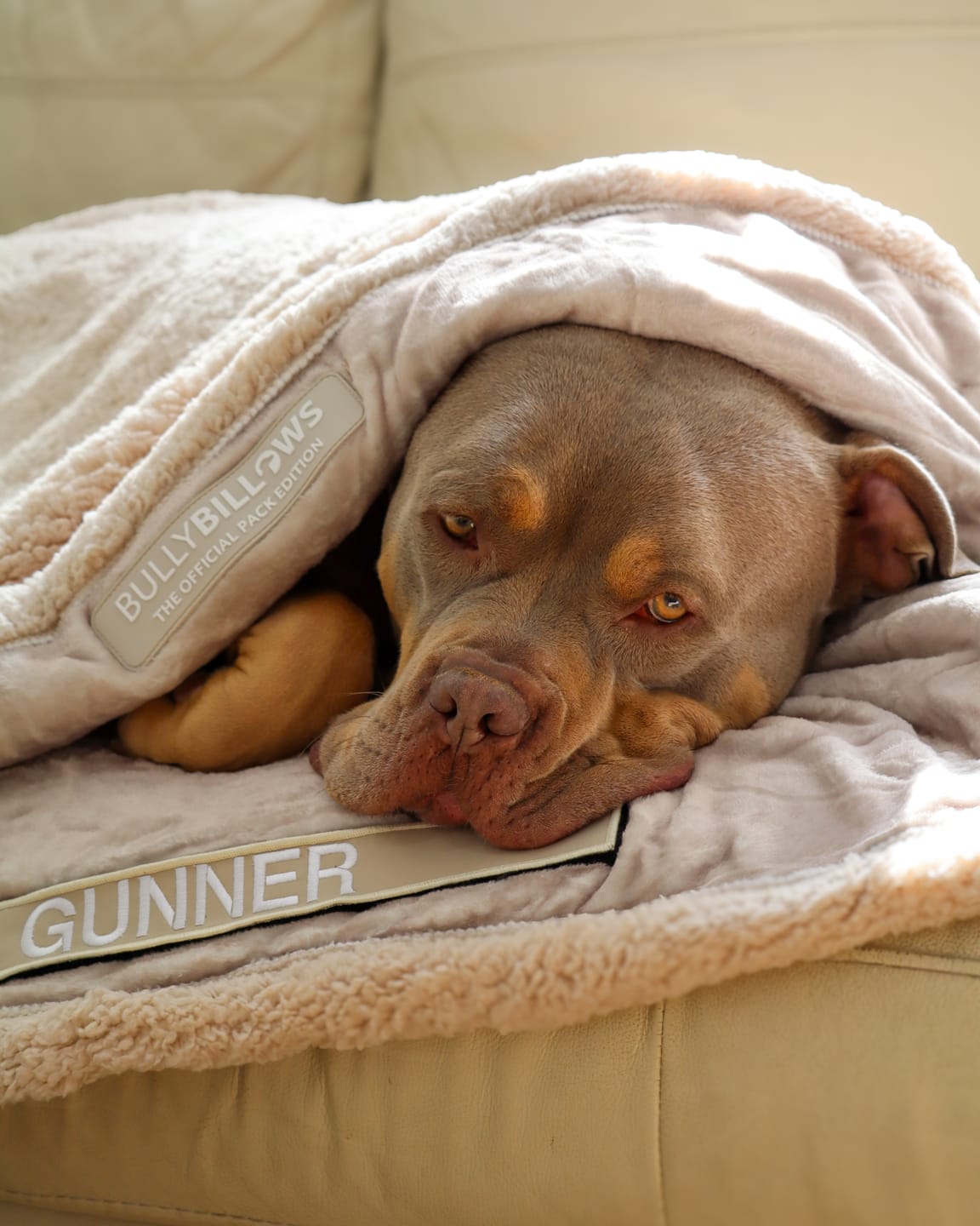 Customer photo review of Solid Beige Edition | Luxury Human & Dog Blanket