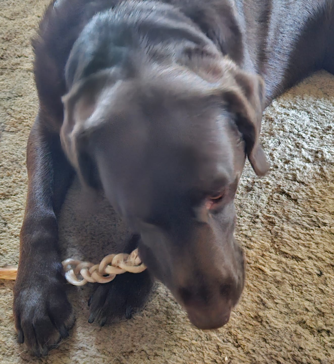 Customer photo review of Ostrich Tendon Twister (16" x 2.5" x 1"): The Satisfying, All-Natural Chew for Dental Health & Joint Support
