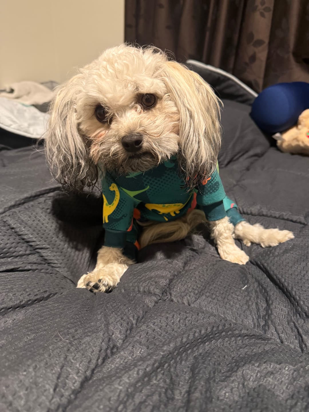 Customer photo review of Dog Pajama - Dinosaurs