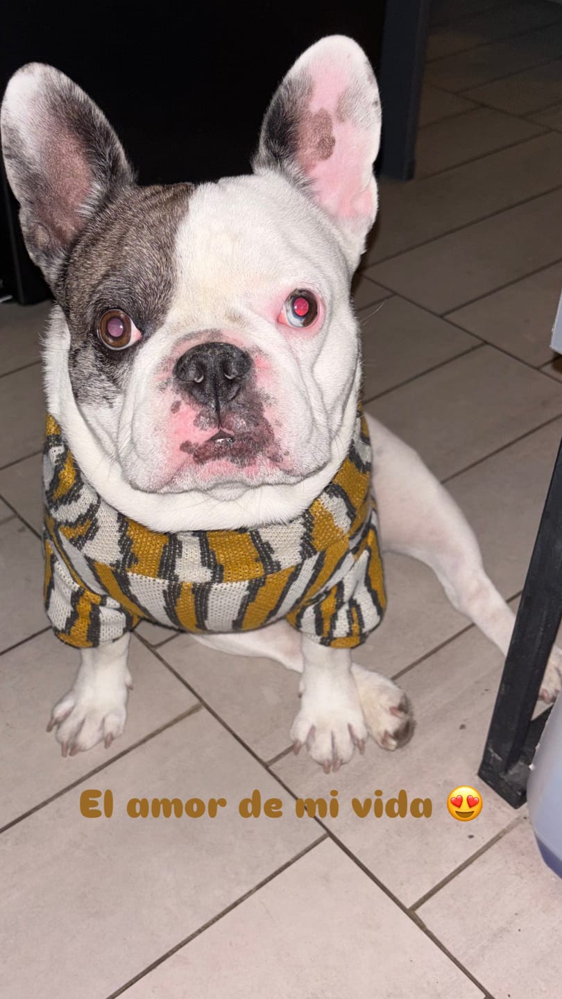Customer photo review of Chaleco Zebra Mostaza