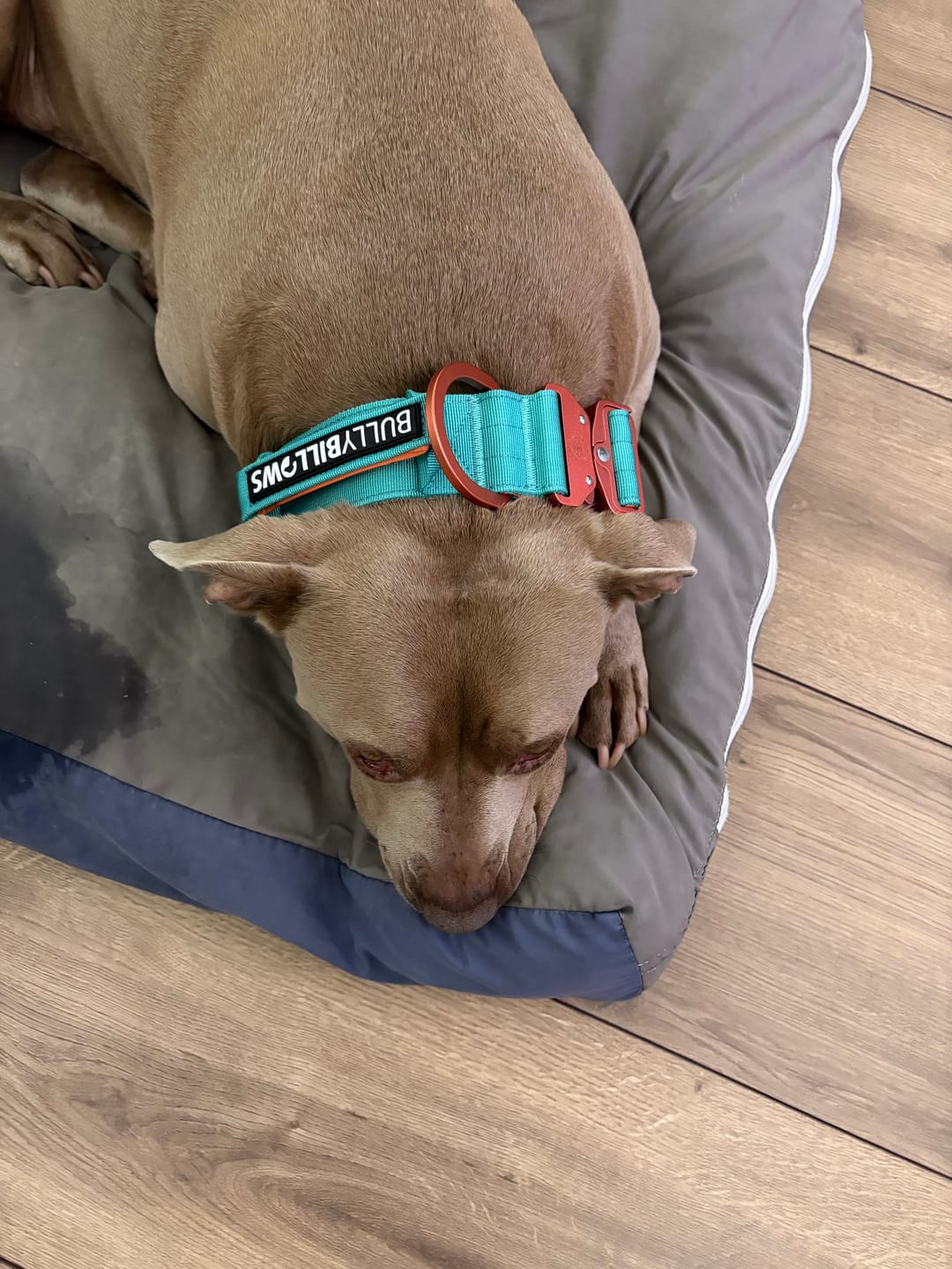 Customer photo review of 5cm Lighter Combat® Collar | With Handle & Secure Clip - Turquoise x Orange