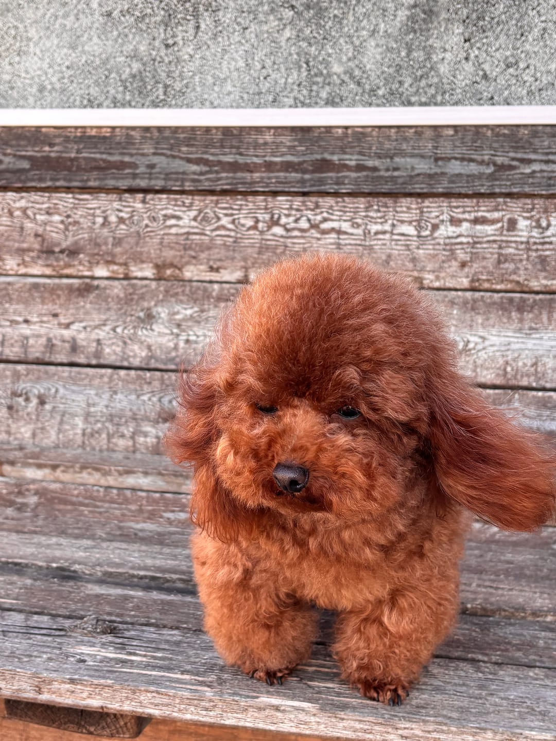Customer photo review of AnimArtì MamaPù 1° modello - Phon per Cani Ultra Leggero e Silenzioso - con Supporto da Collo per Mani Libere di Spazzolare - 1400W