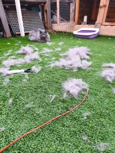Customer photo review of Double-Sided Dog Dematting Comb & Deshedding Tool for Dogs & Cats