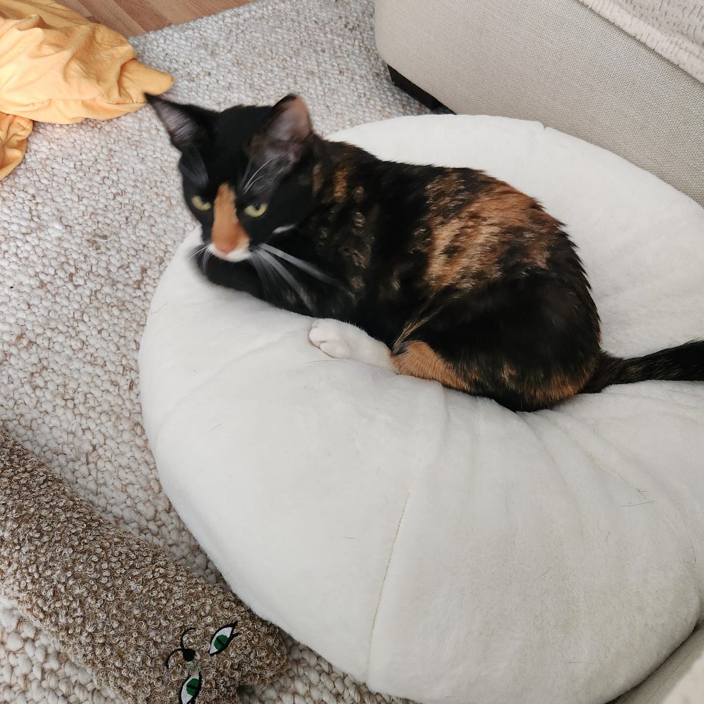 Customer photo review of Sourdough Pudding Bed