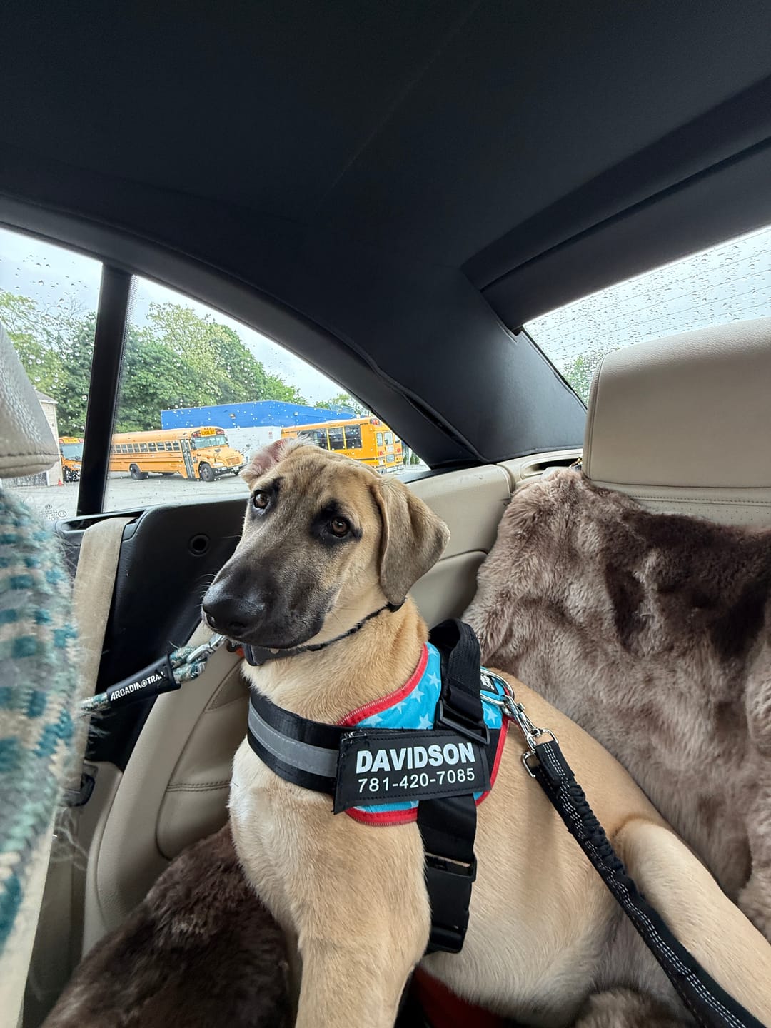 Customer photo review of Dogshood ™