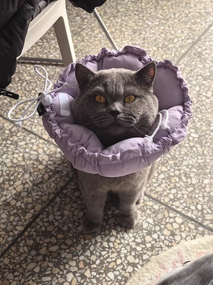 Customer photo review of Upgraded Floral Elizabeth Collar - Comfortable for Eating and Sleeping