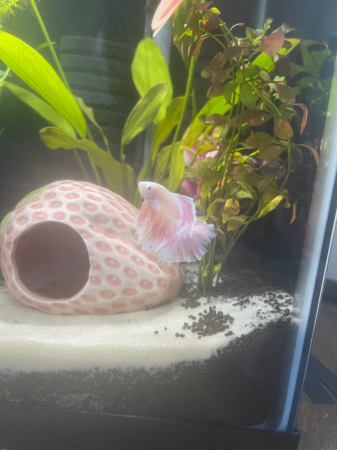 Customer photo review of Pink Halfmoon Male Betta Fish | You Pick Fish | Order Directly From Farm