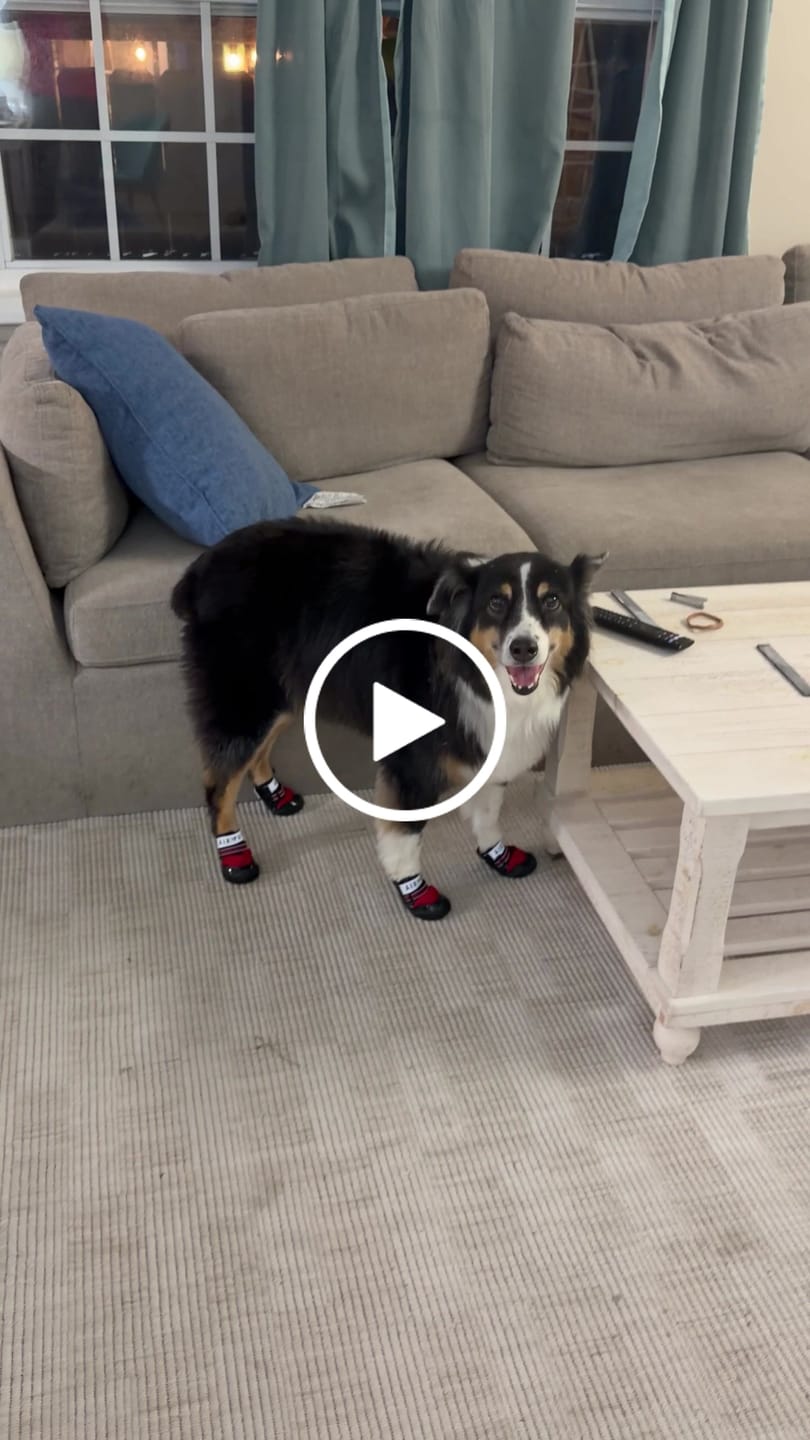 Customer video review of AIR PUP DOG SHOES - SET OF 4