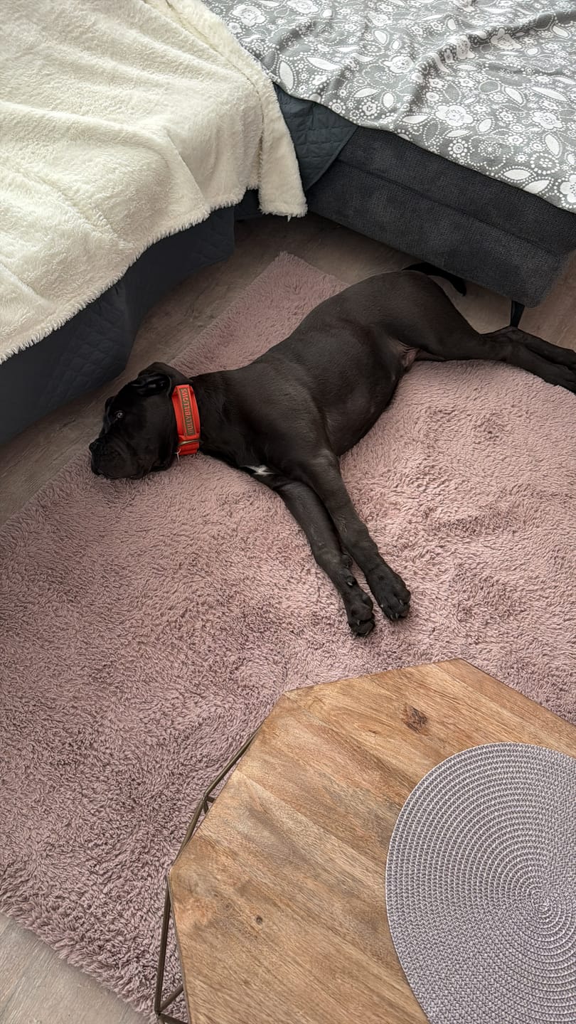 Customer photo review of 5cm Lighter Combat® Collar | With Handle & Secure Clip - Burnt Orange X Khaki