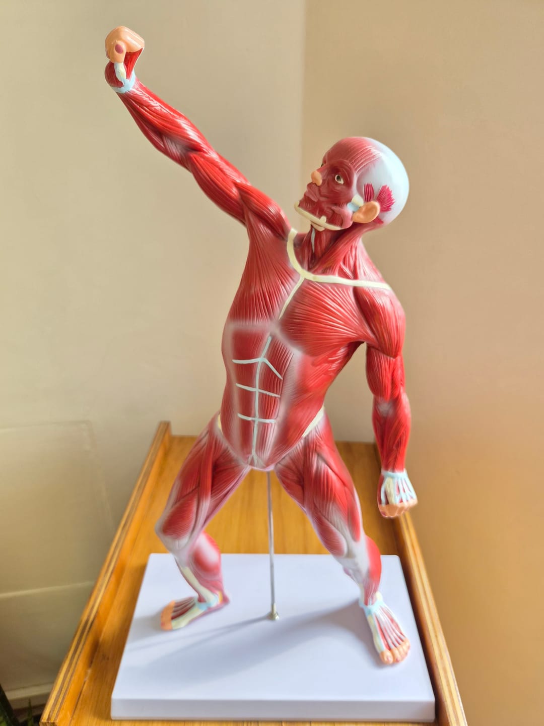 Customer photo review of Cuerpo Humano Músculos  50 Cm