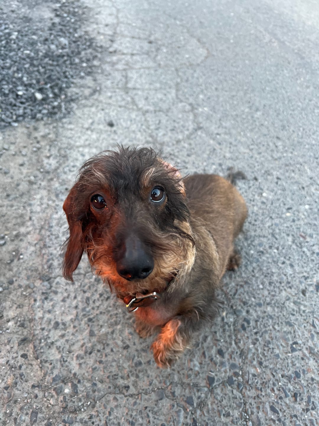 Customer photo review of 3% CBD Tropfen für Katzen und kleine Hunde 10ml