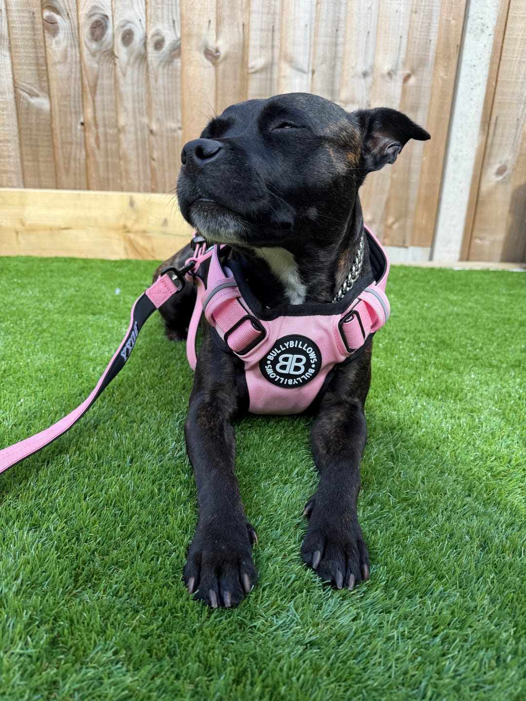 Customer photo review of Comfort Premium Harness | Non Restrictive - Pink