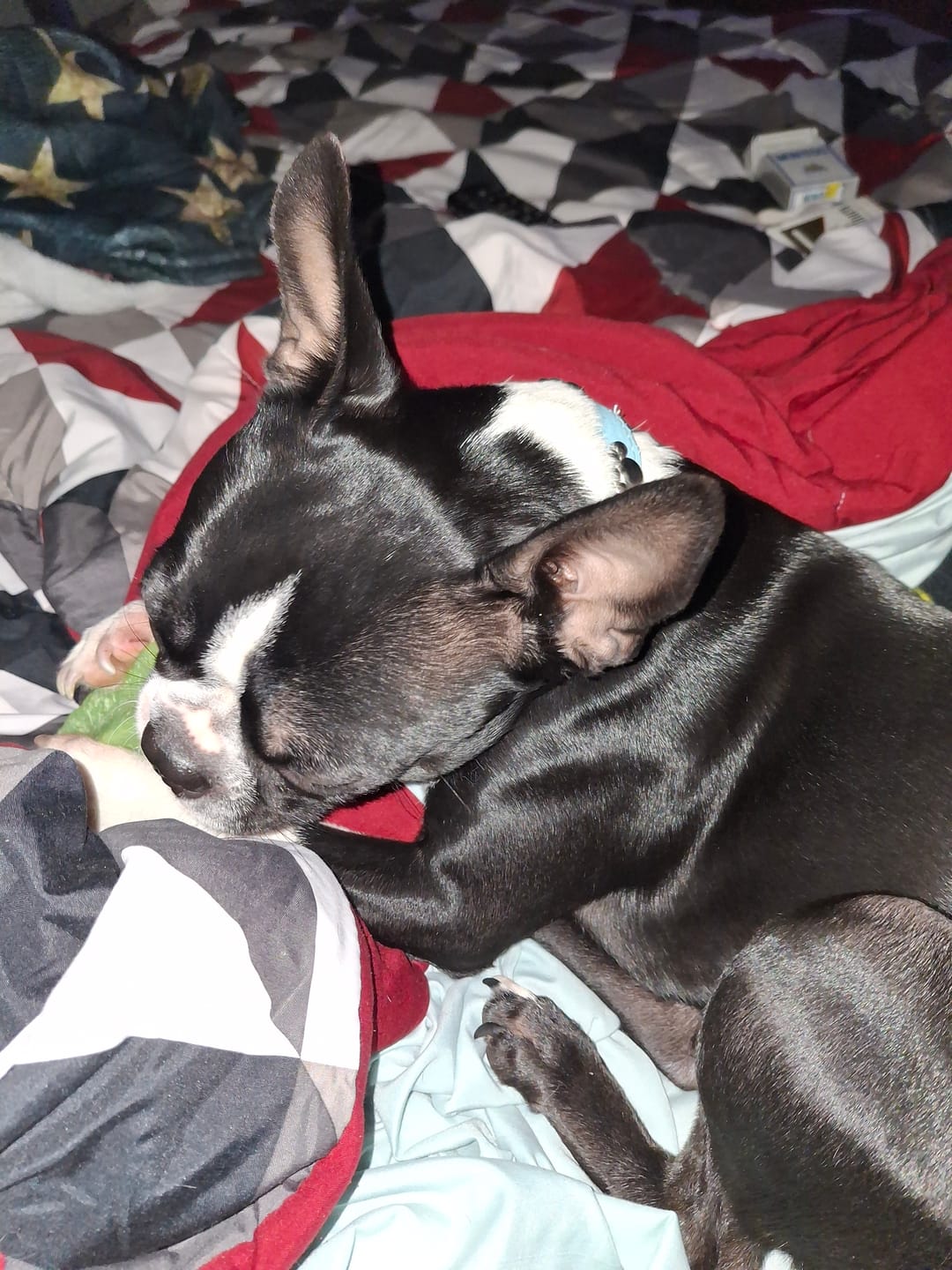 Customer photo review of Blueberry Himalayan Yak Chew (MEDIUM)