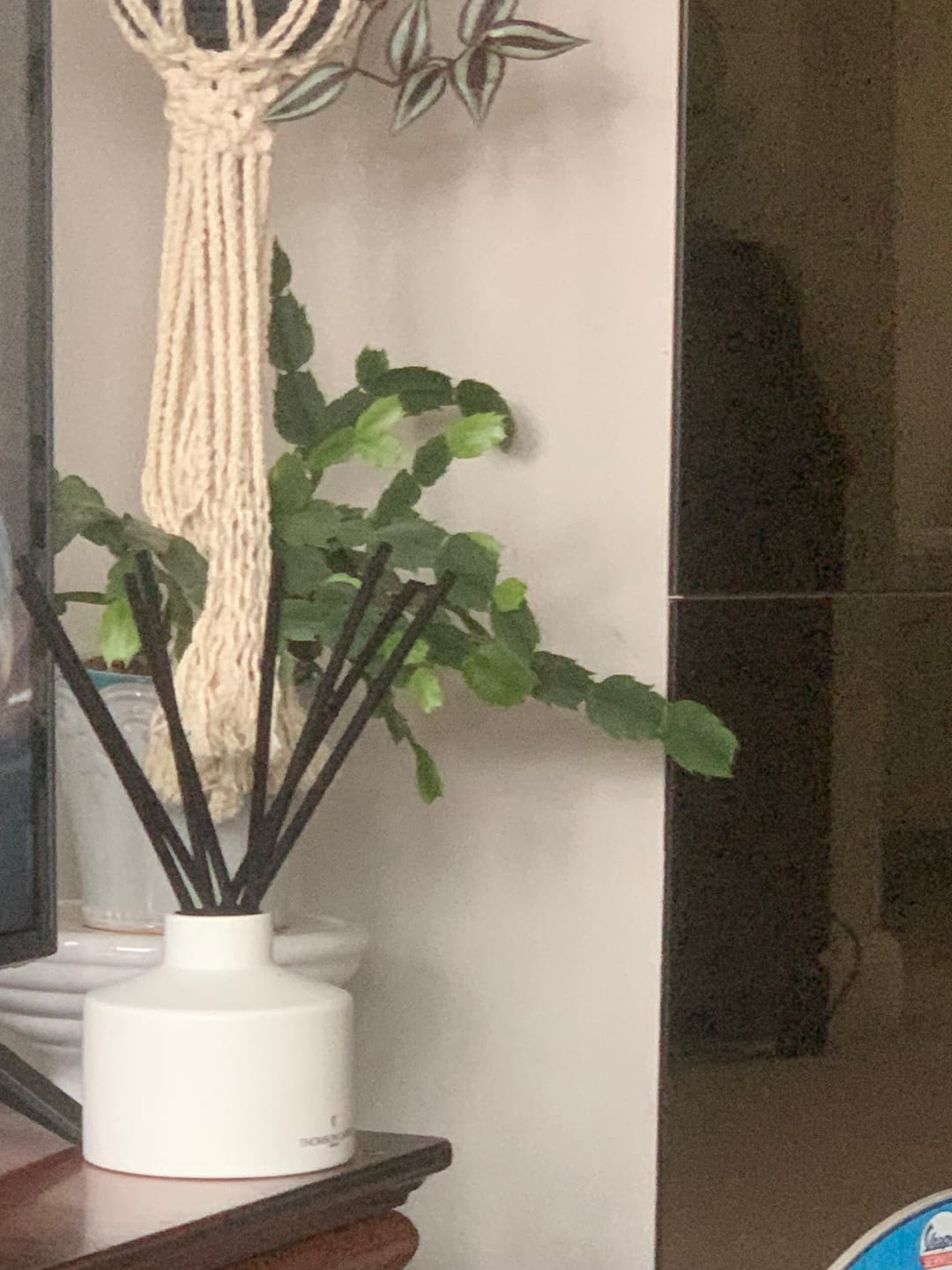 Customer photo review of Rouge Avenue | Ceramic Reed Diffuser
