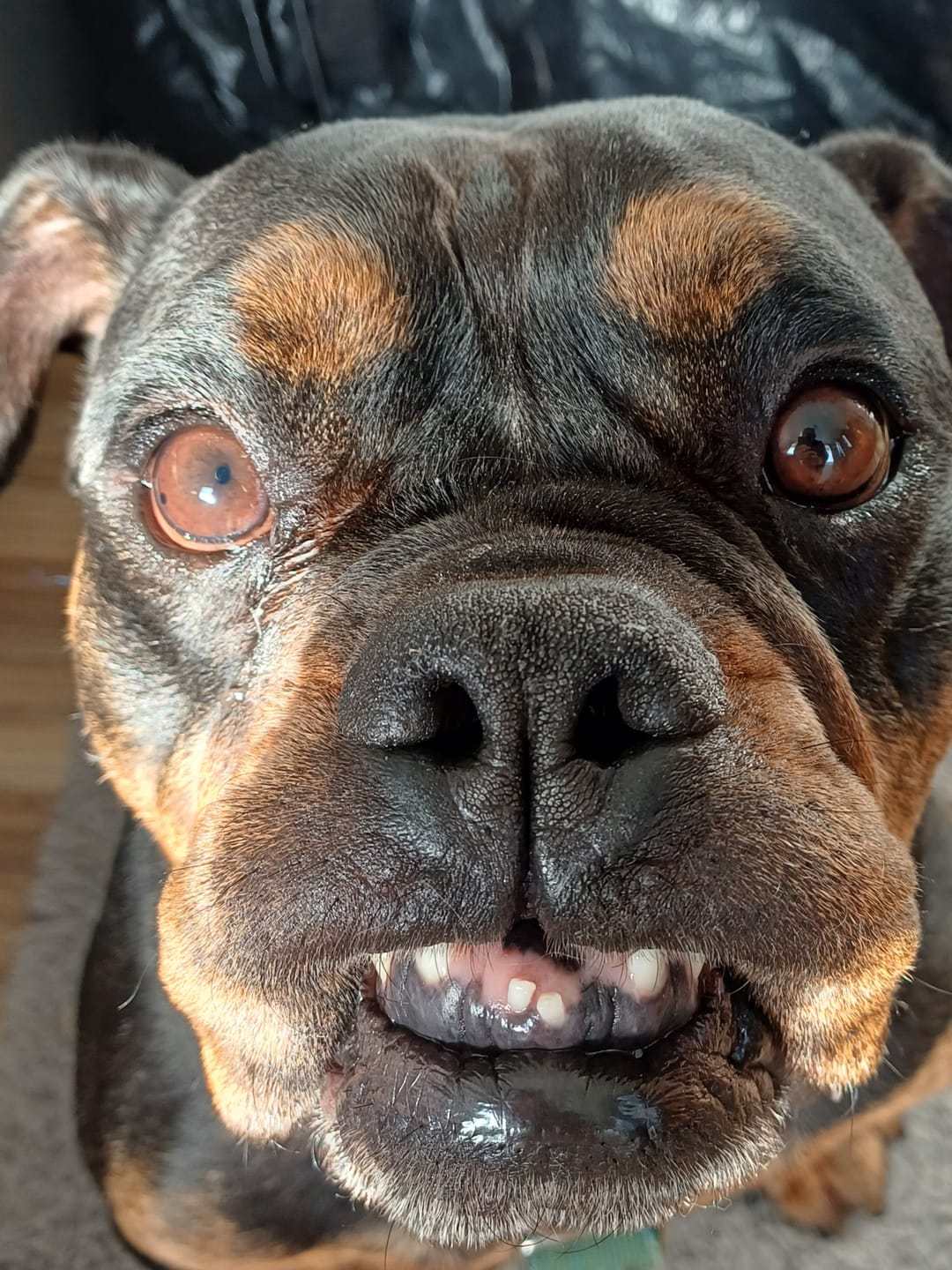 Customer photo review of Dog Skin Rescue Bundle