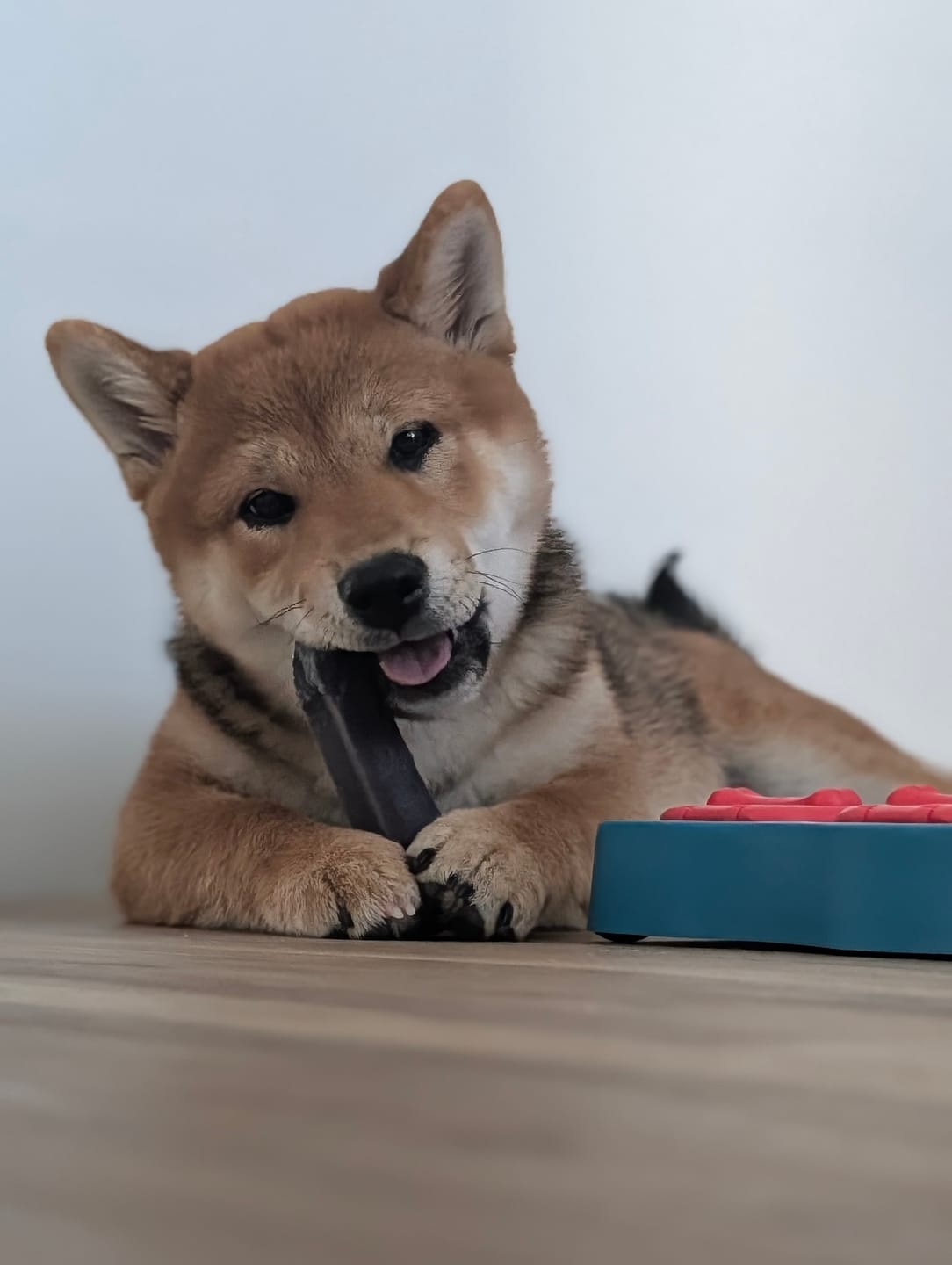 Customer photo review of Strawberry Himalayan Yak Chews | Long-Lasting Natural Dog Chew