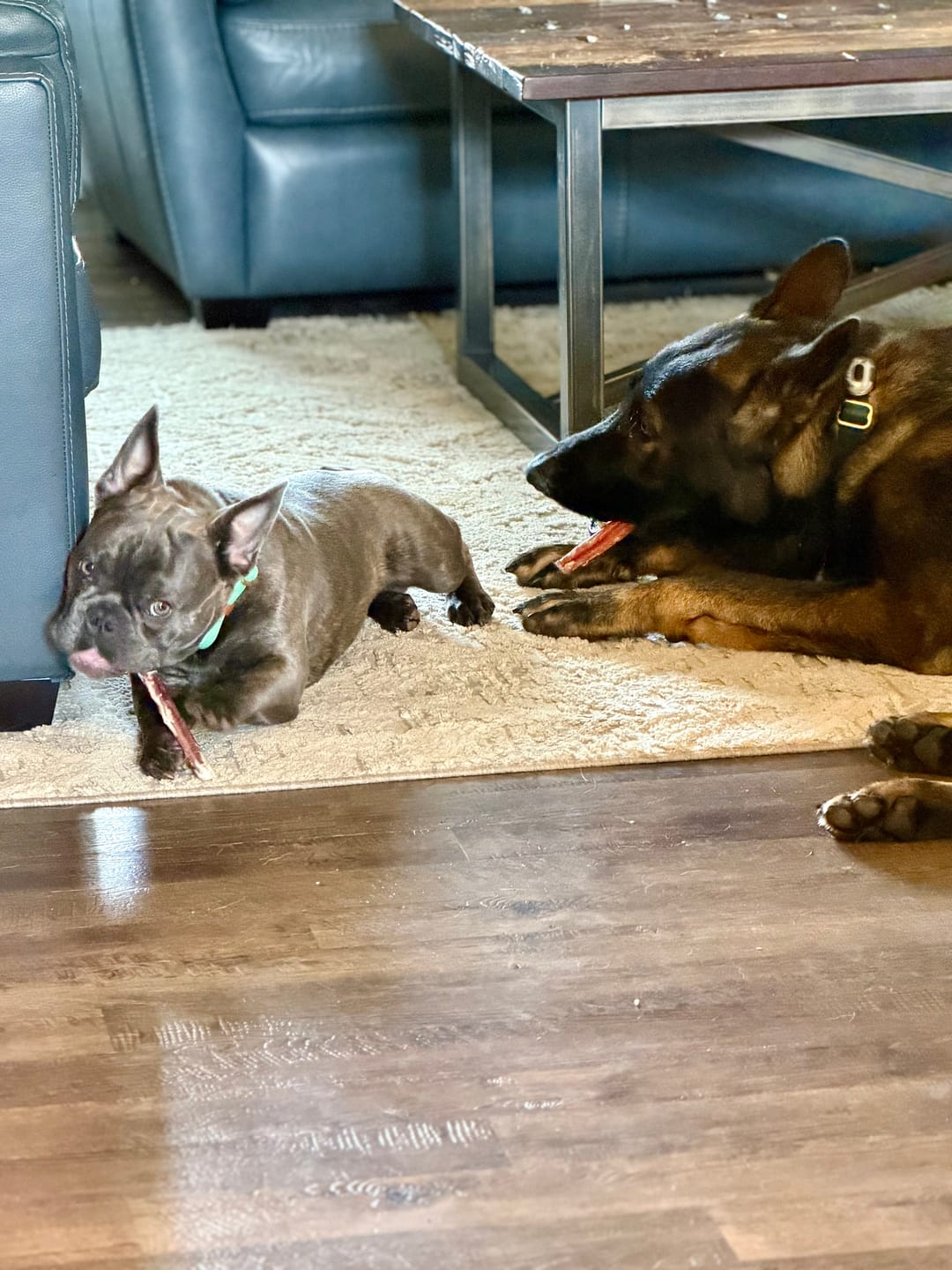 Customer photo review of 12 Inch Monster Bully Stick