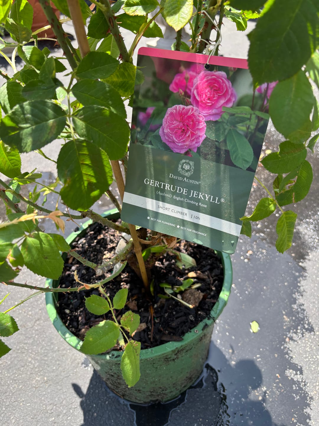 Customer photo review of Gertrude Jekyll® Rose Bush By David Austin® 3 or 5 Gallon