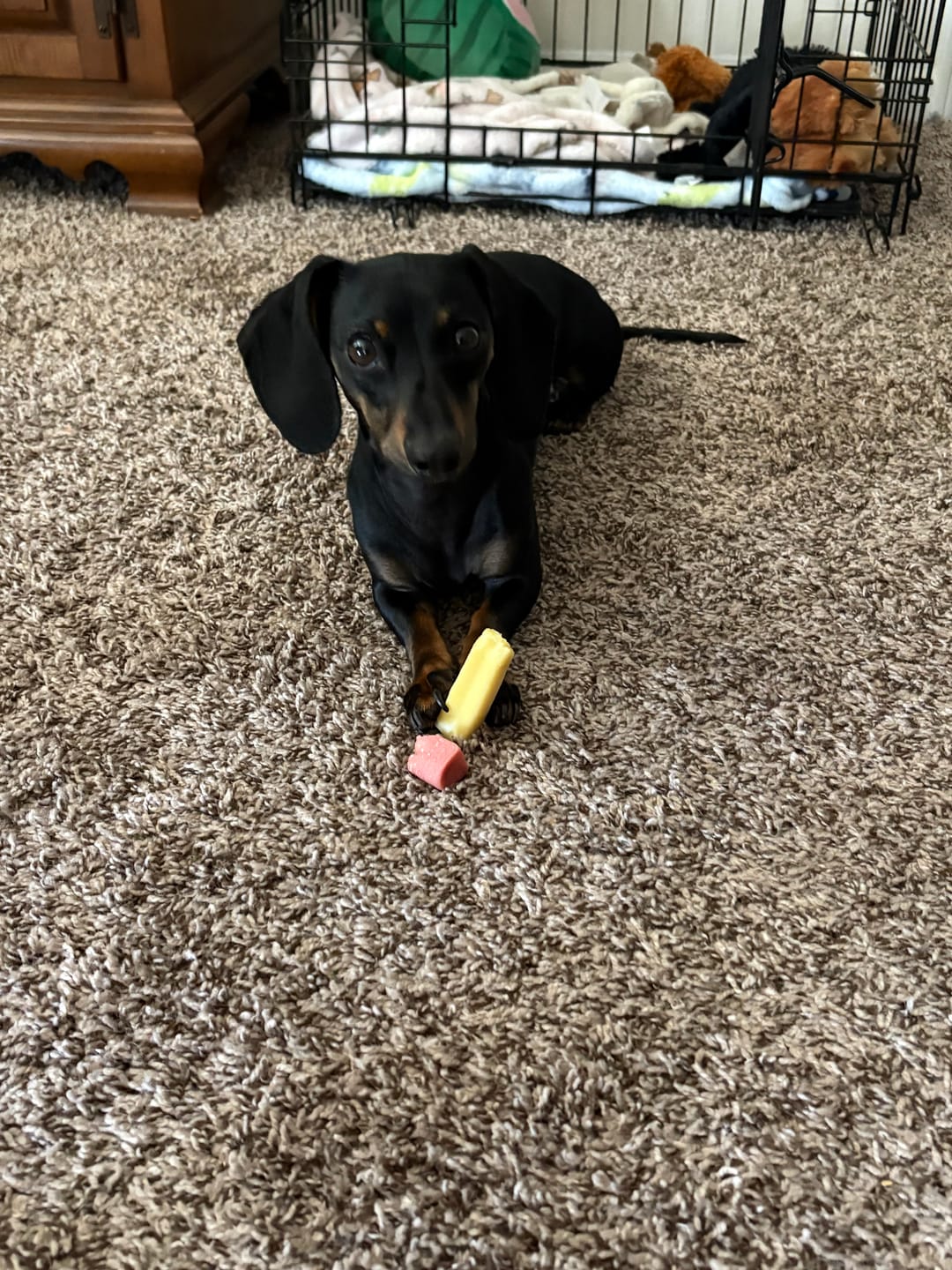 Customer photo review of Himalayan Yak Chews — 4 Flavor Pack | Long-Lasting Natural Dog Chews