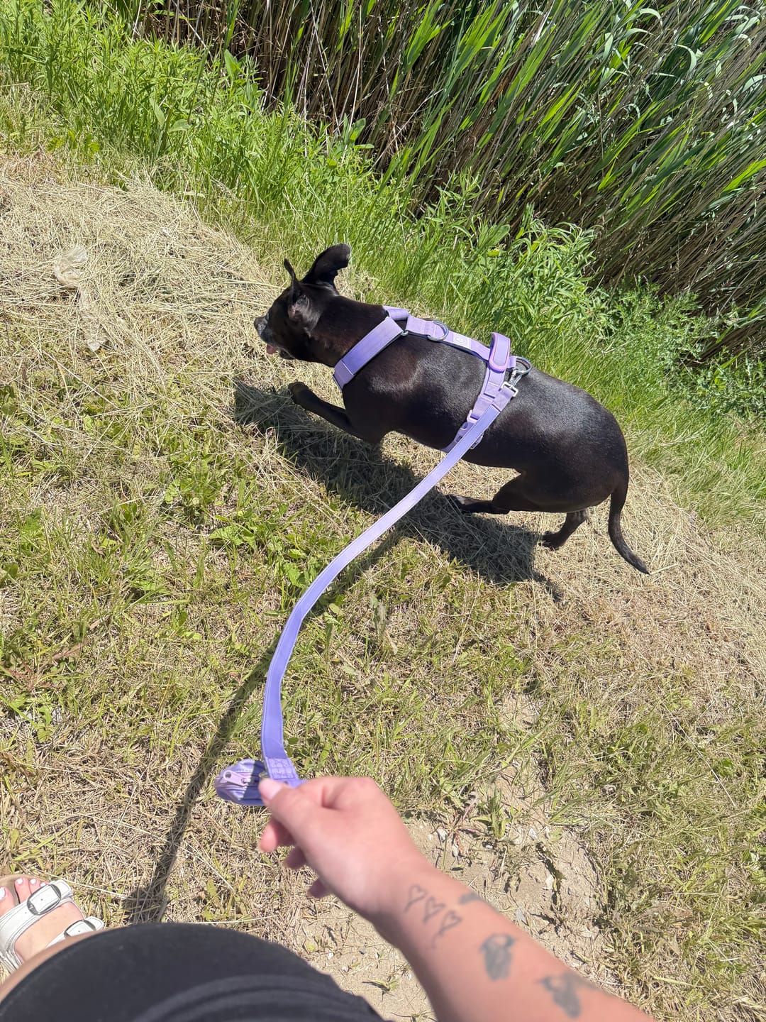 Customer photo review of Comfort Control No-Pull Harness Sets