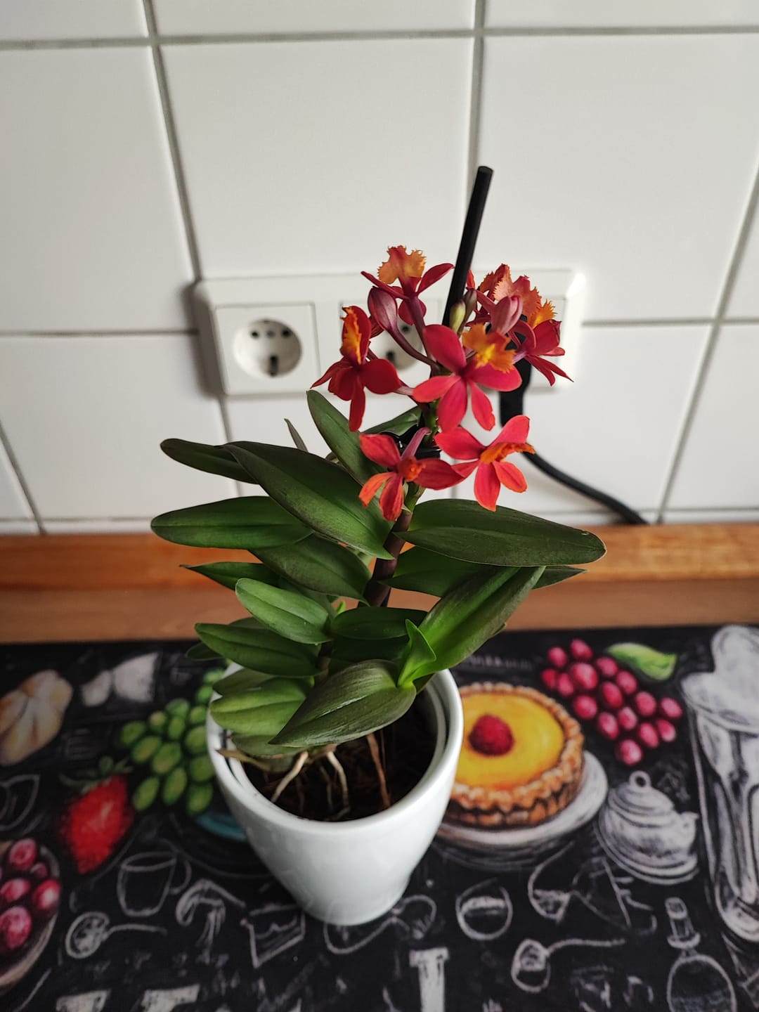 Customer photo review of Epidendrum Nordic Fire Dauerblüher mit orange-roten Blüten und 1 Rispe