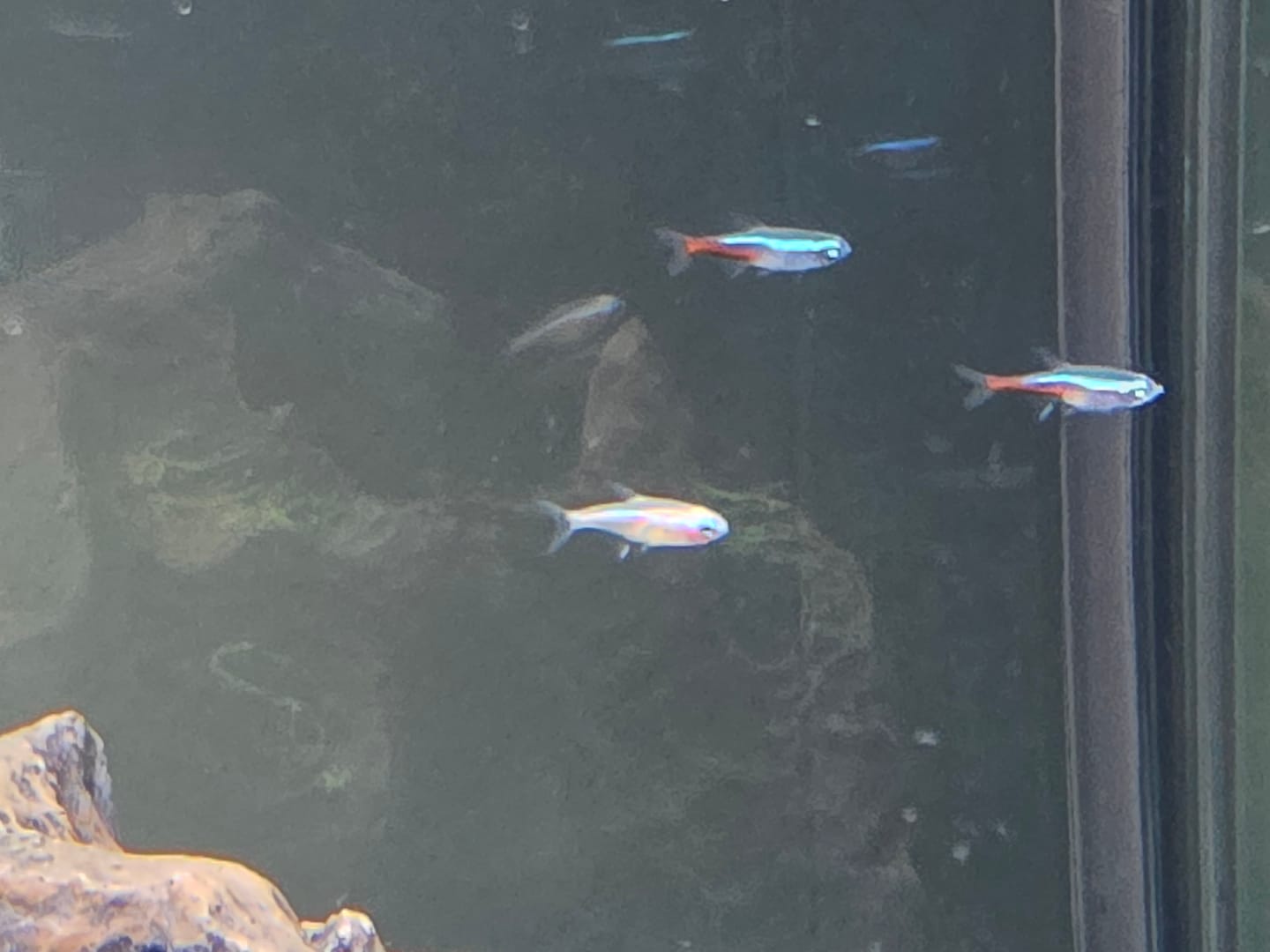 Customer photo review of Neon Tetra (Size S) "NEW"