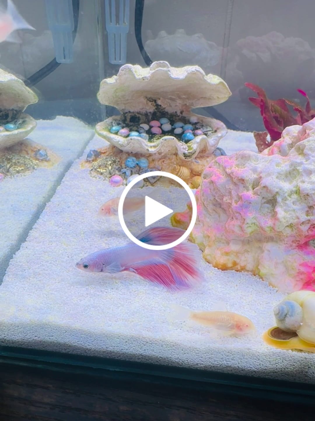 Customer video review of Pink Sakura Halfmoon Male Betta Fish | Grower Pick
