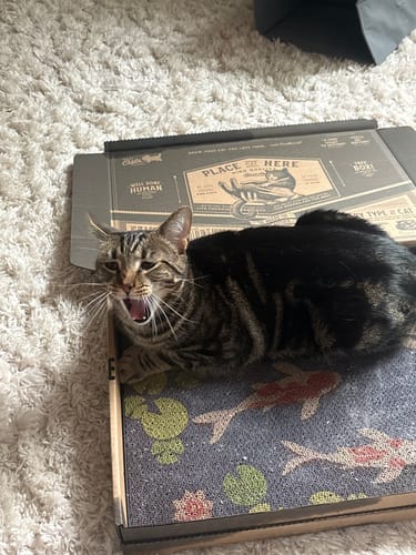 Customer photo review of Koi Pond - Luxury Cat Scratching Board