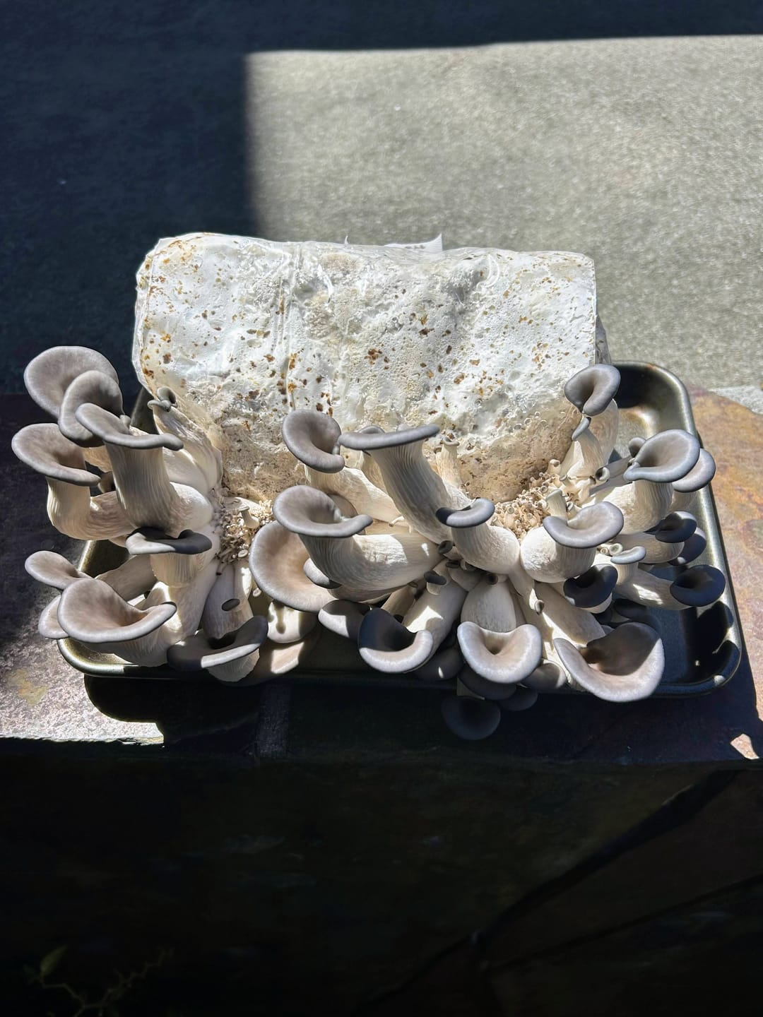 Customer photo review of Mushroom Spawn Bags (Made-to-Order)