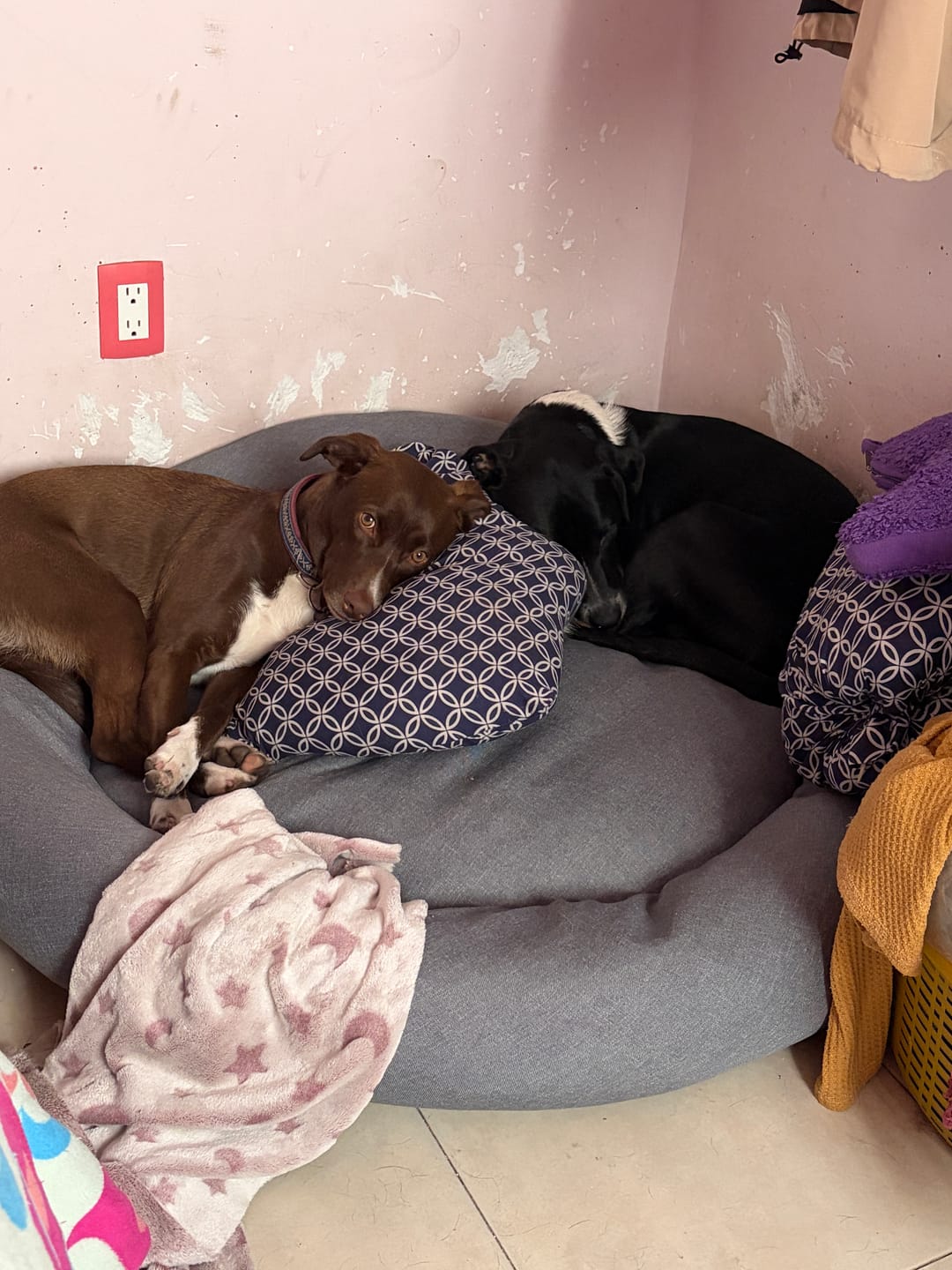 Customer photo review of Funda Lino para Cama Antiestrés para Perros