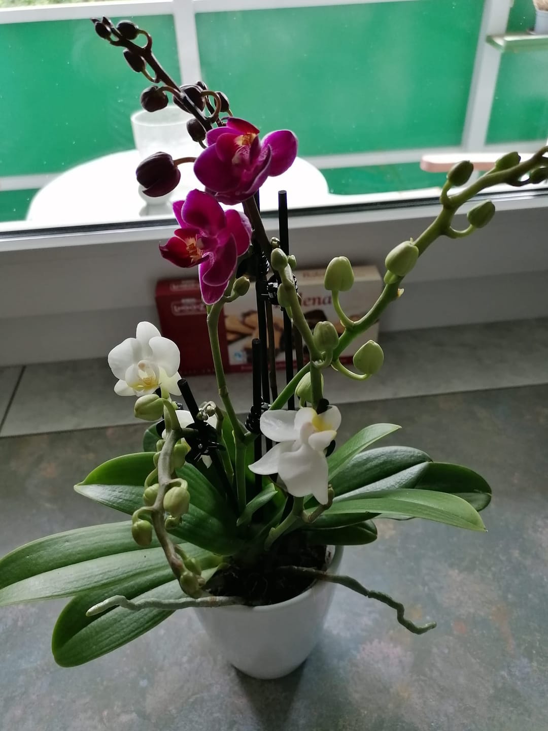 Customer photo review of Cocktail Orchidee mit violett-weißen Blüten und 5+ Rispen