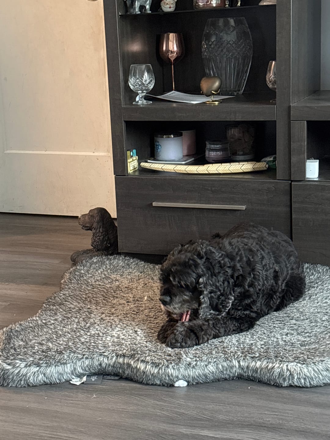 Customer photo review of 6 Inch Thick Bully Stick