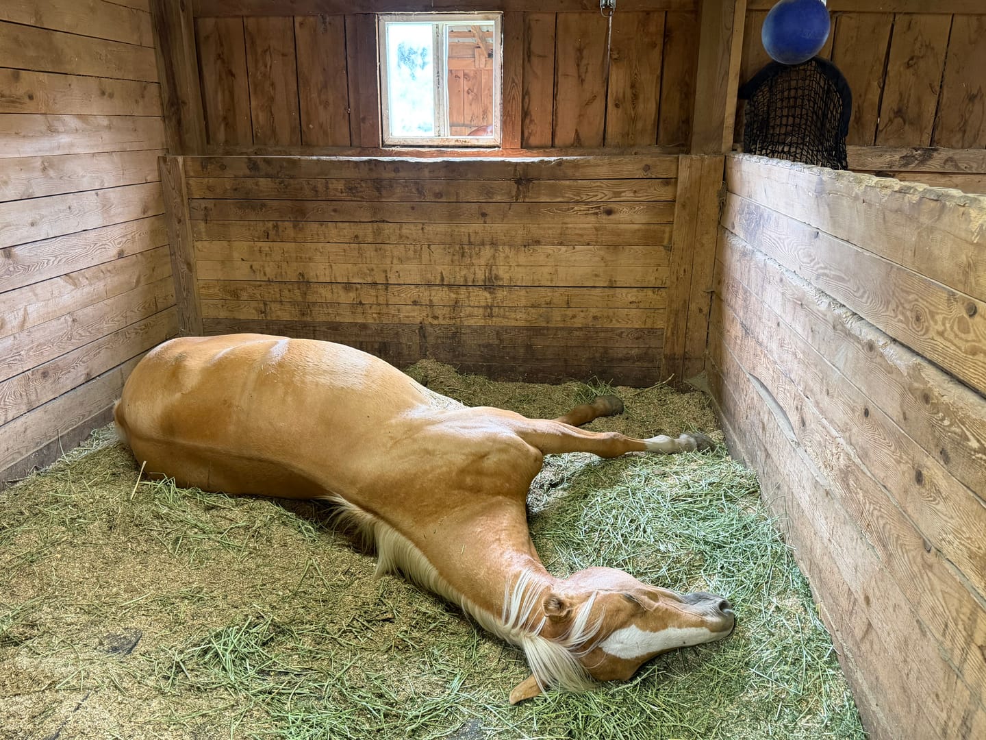 Customer photo review of Western Steamed Alfalfa (Click here for Qty Discount) - 18 Bale Bundle! Includes delivery and ground level stacking with our forklift too!