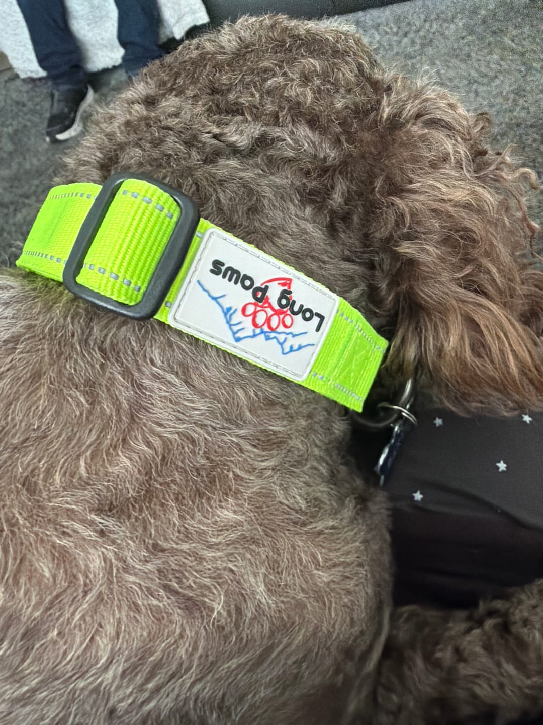 Customer photo review of Neon Dog Collar | Hi Viz