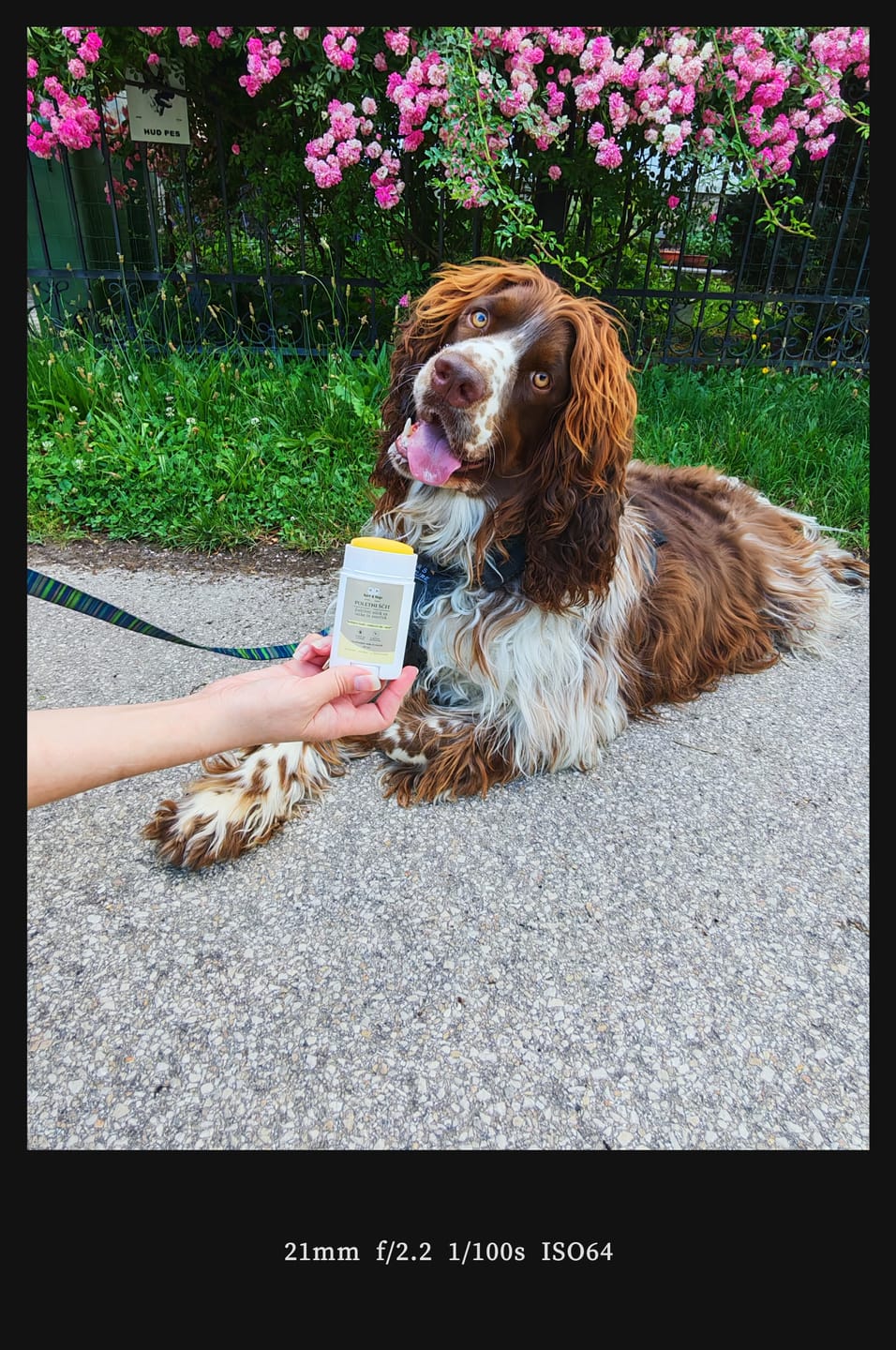 Customer photo review of Bert & Hugo Poletni Ščit – Zaščitni stik za tačke in smrček (50ml)