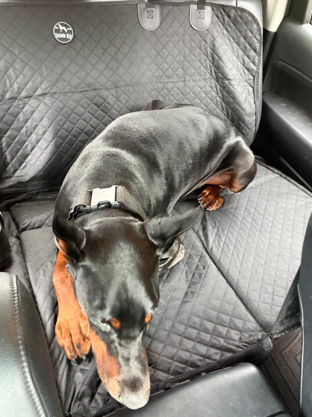 Customer photo review of Team K9® Hard Bottom Dog Seat Cover (+FREE Safety Belt)