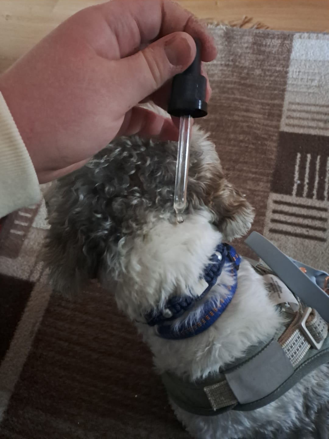 Customer photo review of Zpot-on classic für Hunde gegen Zecken, Flöhe, Milben & Mücken [Jahresvorrat]