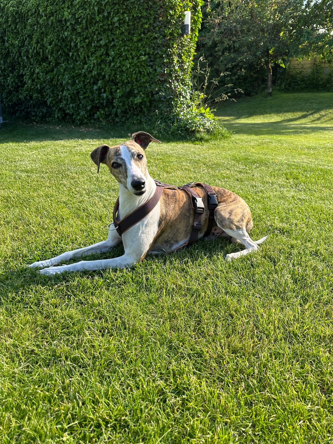 Customer photo review of Sicherheitsgeschirr FUN "Toffee"
