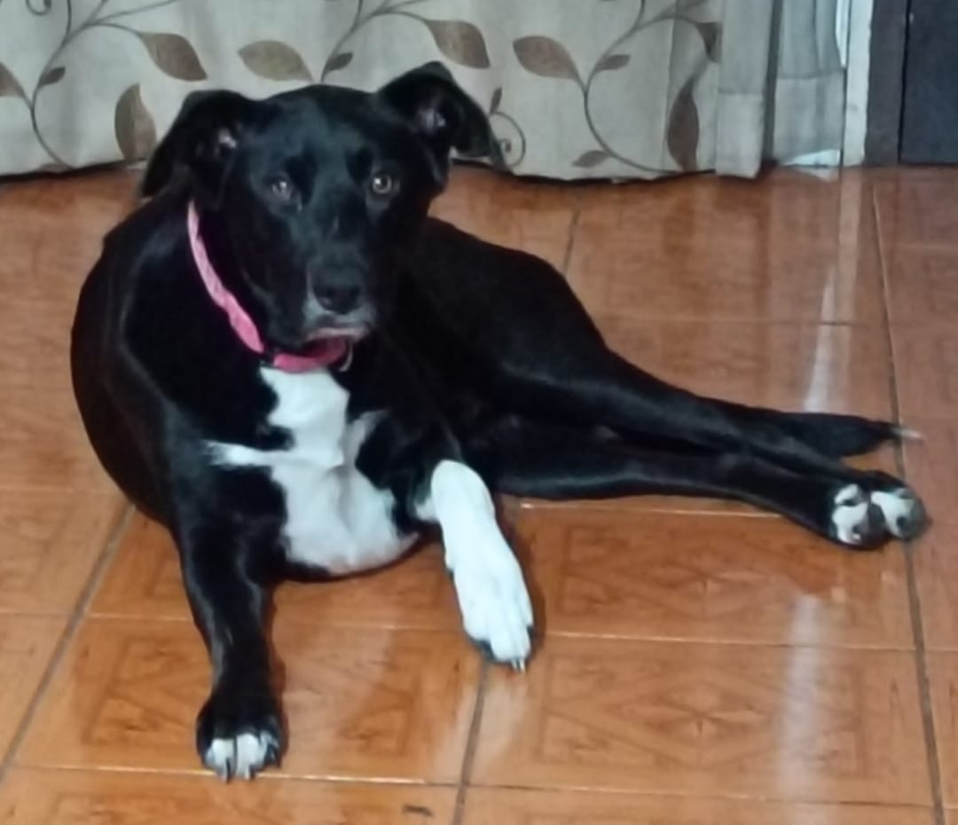 Customer photo review of Superpet Perro Adulto